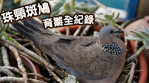 班鳩築巢風水|【班鳩築巢風水】 鳩竟是吉是兇？班鳩築巢風水的八大真相大公。